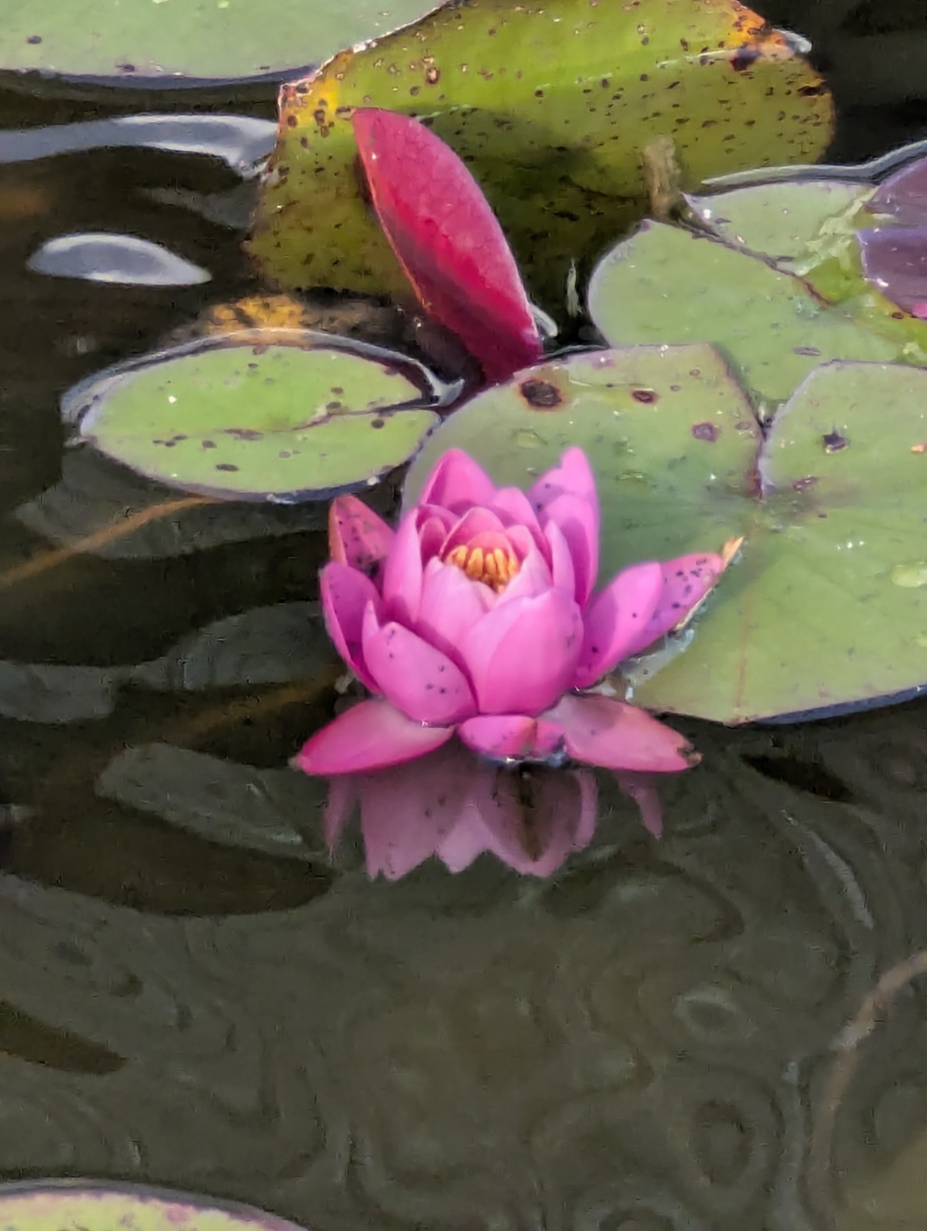 Lyngby,DTU, SSPC, Denmark